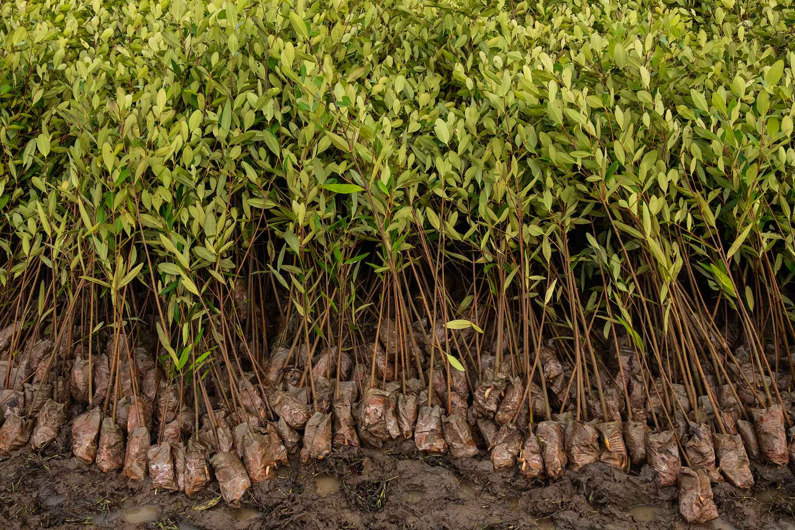 Plant Trees for Impact