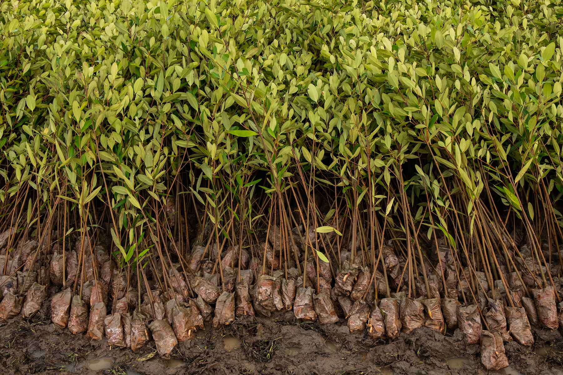 Plant Trees for Impact