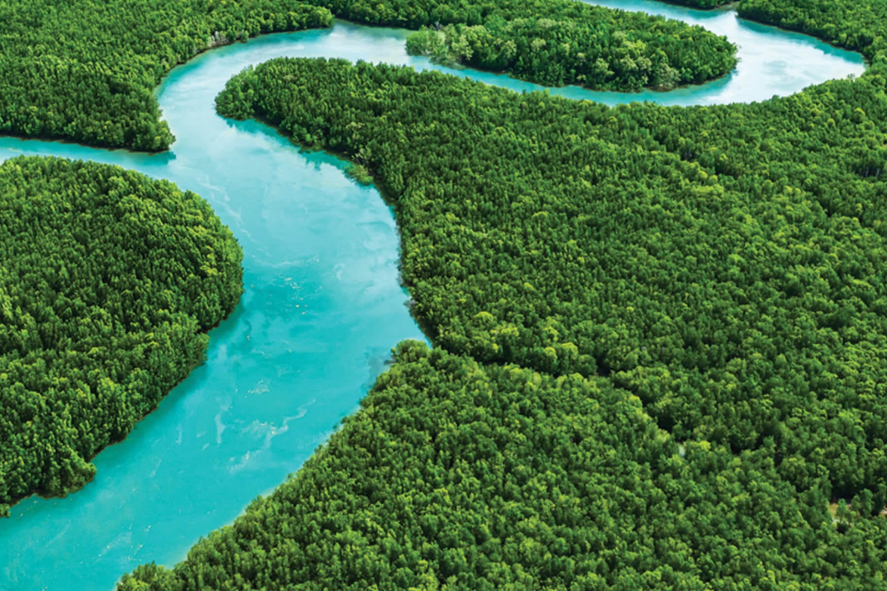 Mangroves landscape