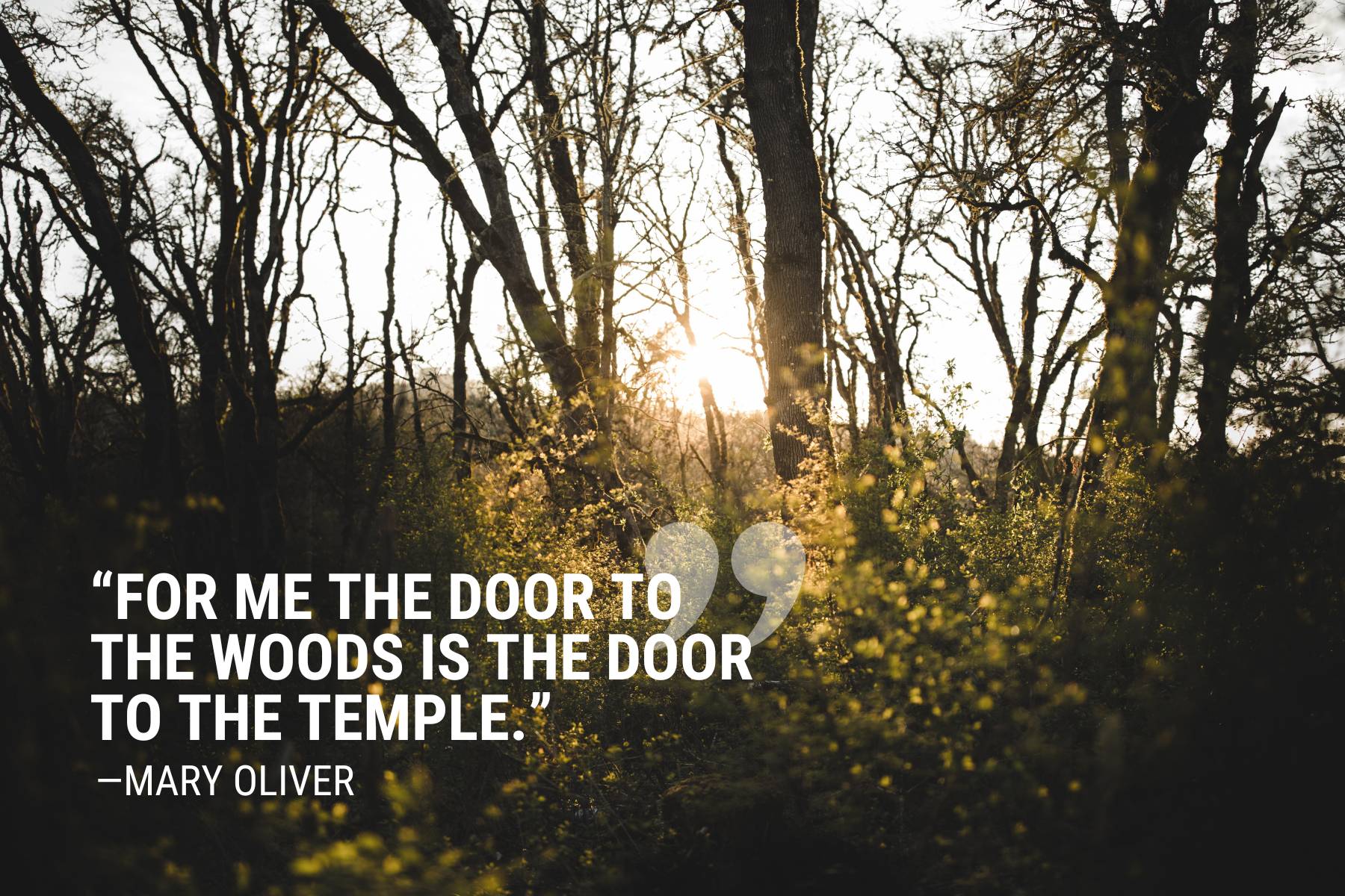 Mary Oliver Nature Quote