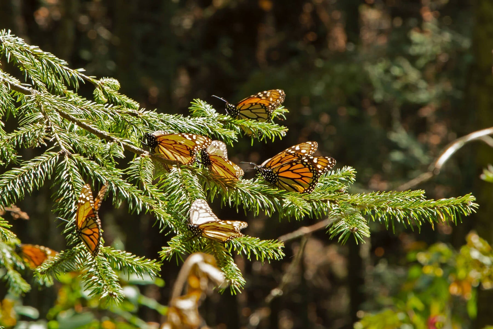 Monarchs on branch