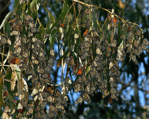 Plant Trees for Monarch Restoration | One Tree Planted