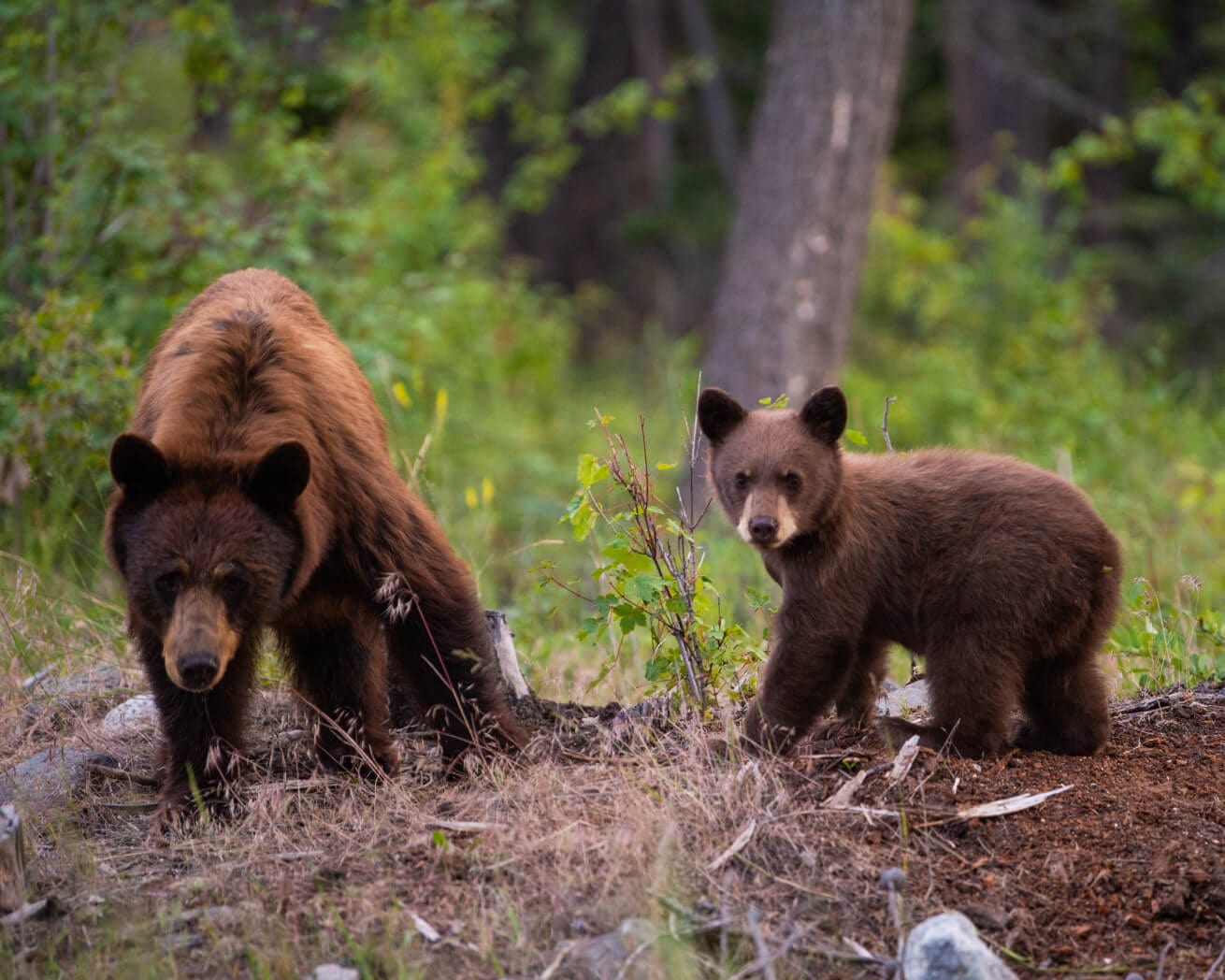 Bears in the forests