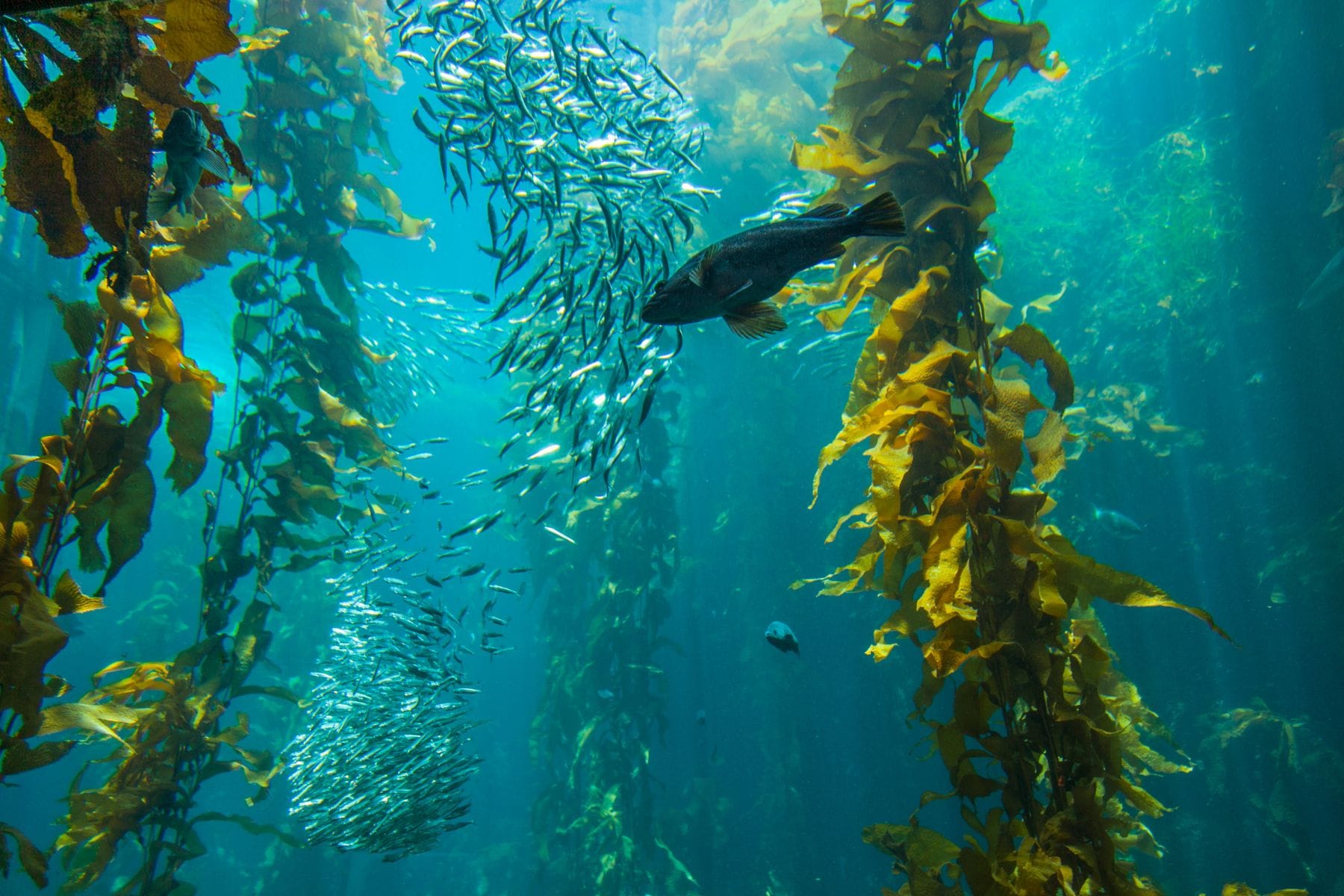 School of fish swimming through kelp in a underwater scene