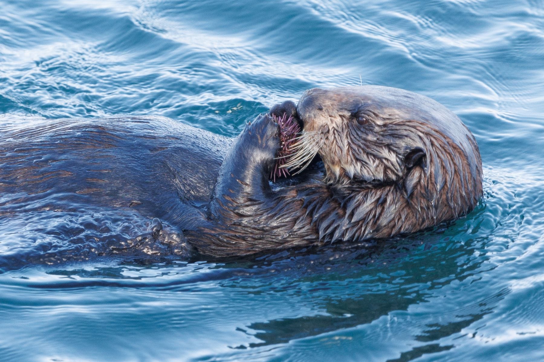 A sea otter floating on its back, eating a sea urchin in Morro Bay, California.
