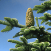 NOBLE FIR