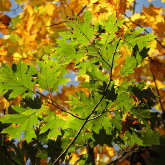 NORTHERN RED OAK