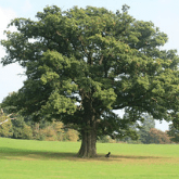 OAK TREE