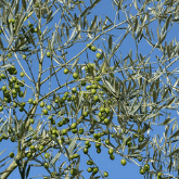 OLIVE TREE