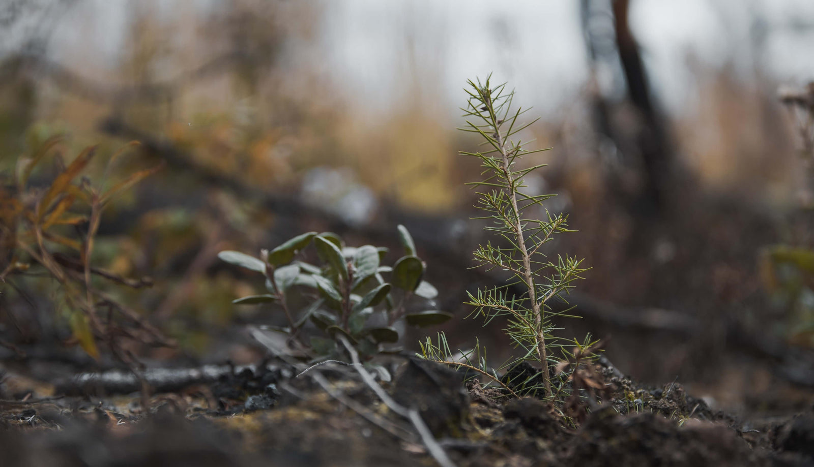 Sapling in post wildfire site