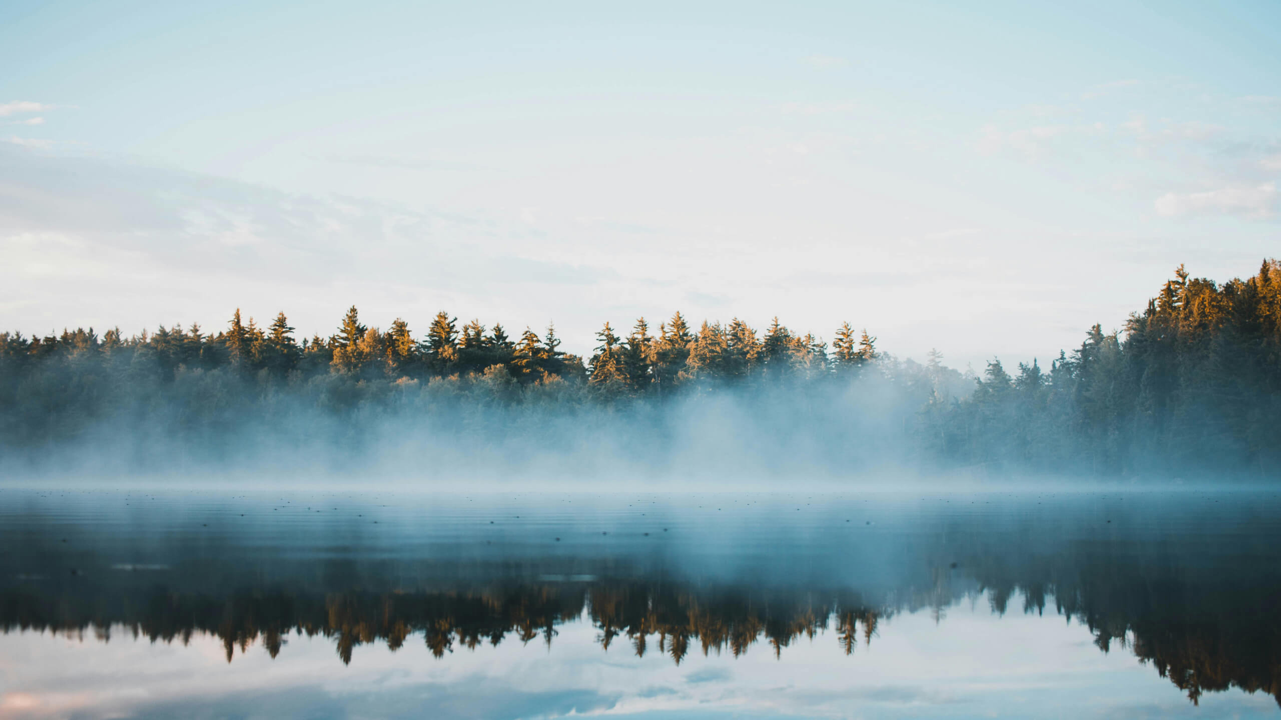 Ontario landscape foggy forest