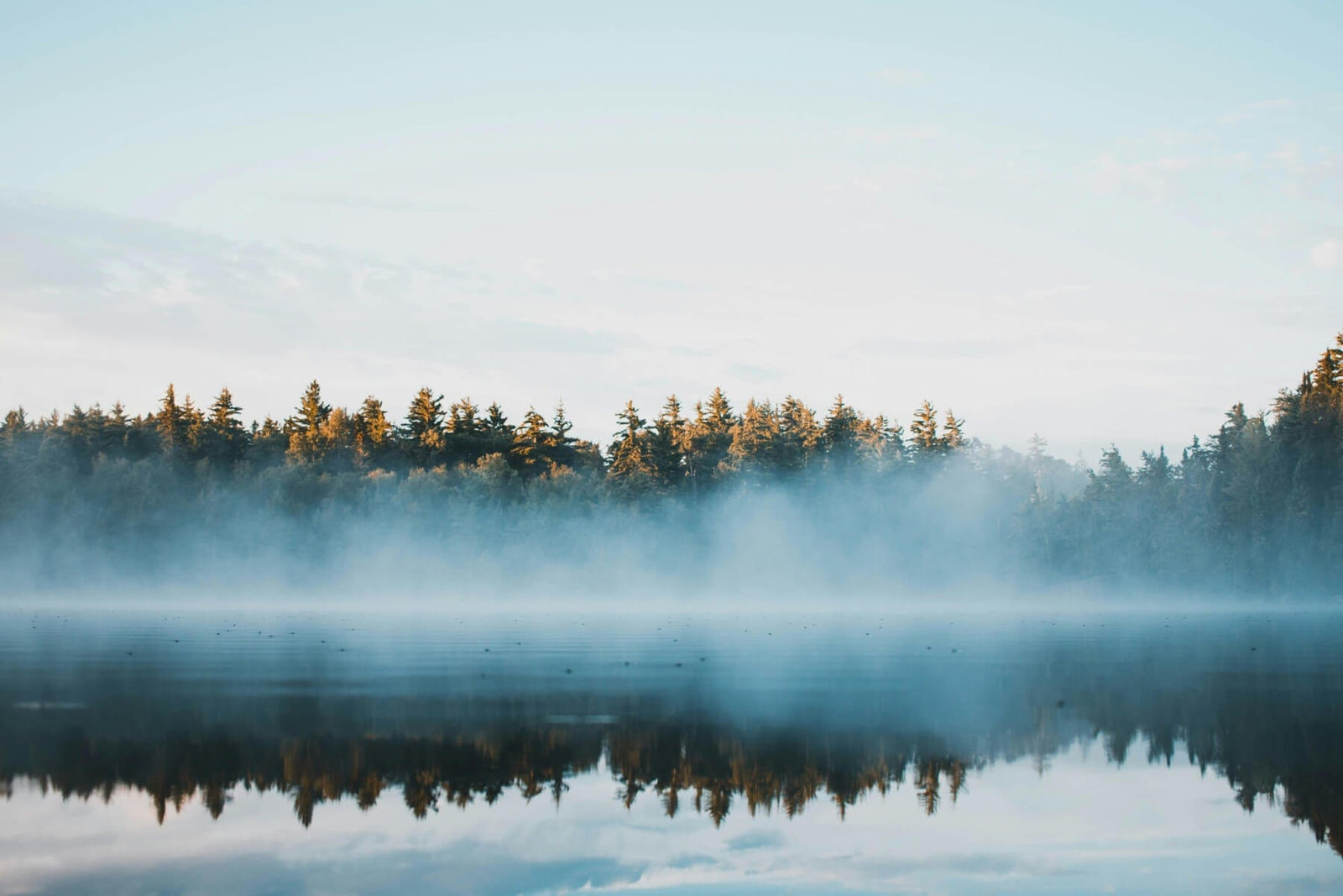 Ontario landscape foggy forest