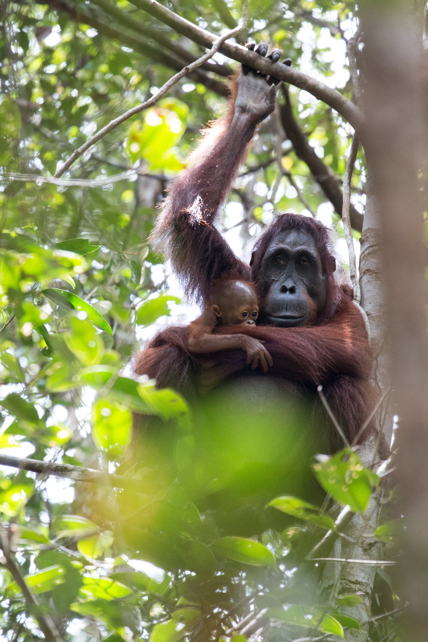Orangutan holding a baby in a forest setting