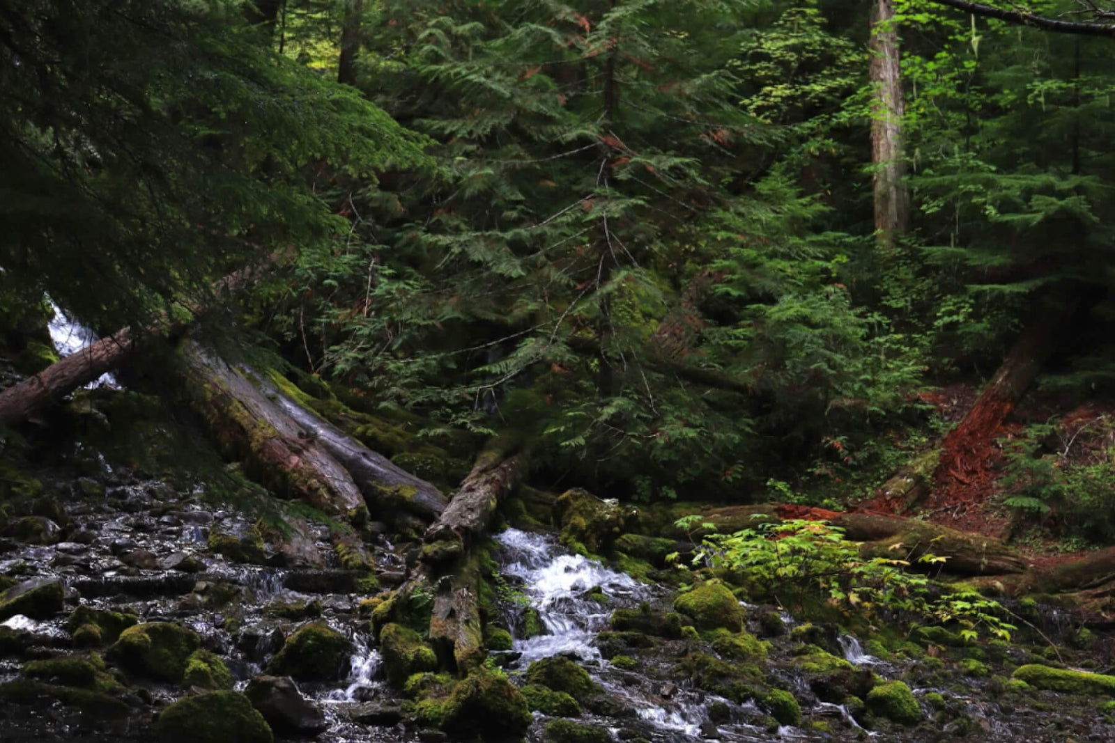 Oregon forests