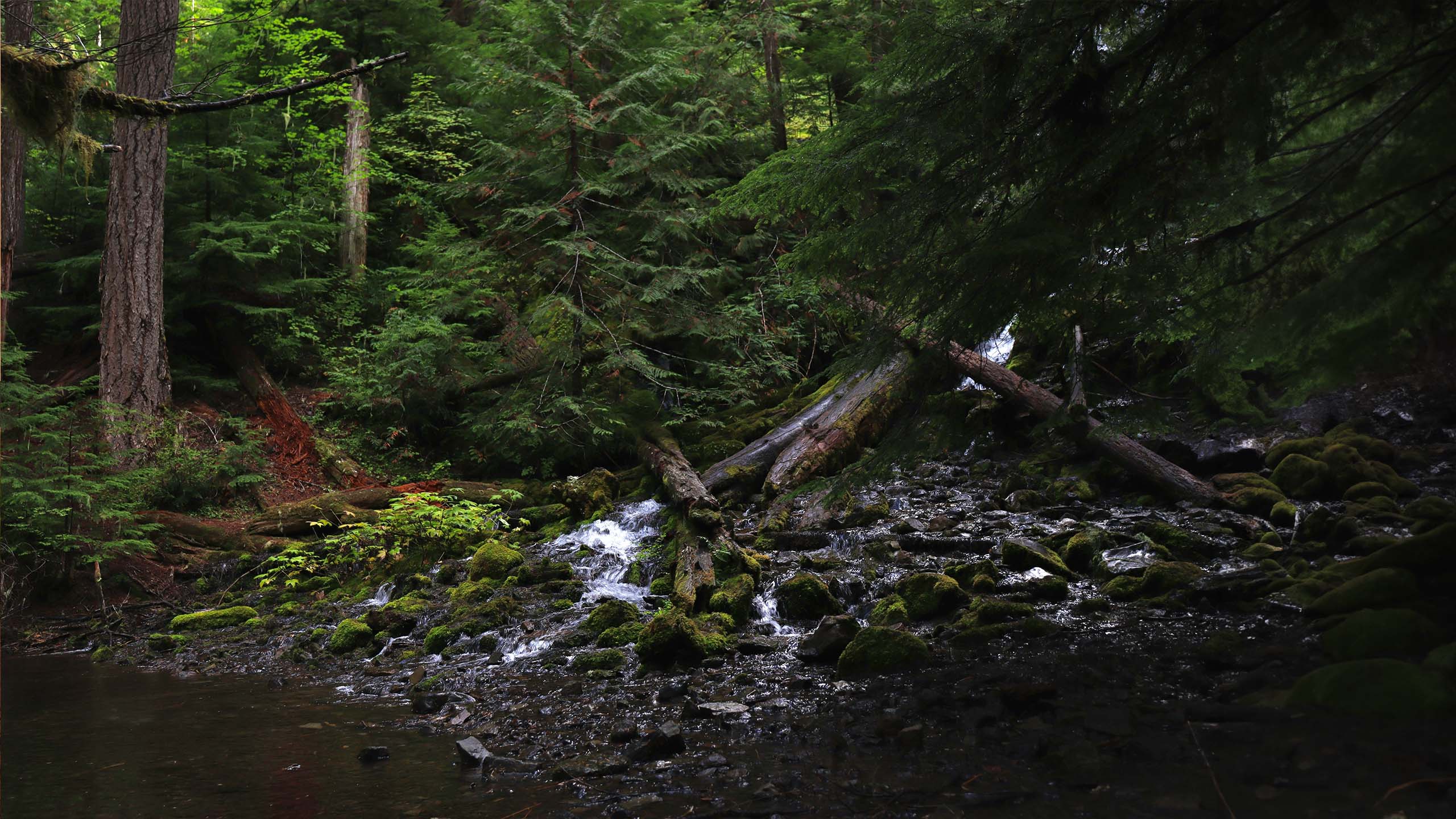 Oregon forests