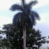 PALM TREE