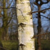 PAPER BIRCH
