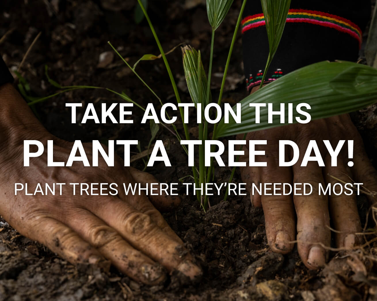 Plant Trees Where They're Needed Most