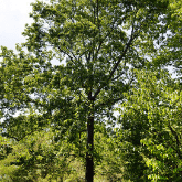 PIGNUT HICKORY