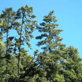PINABETE TREE