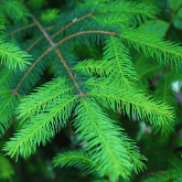 PINE TREE