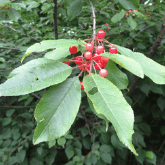 PIN CHERRY
