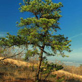 PITCH PINE