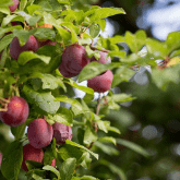 PLUM TREE