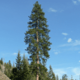PONDEROSA PINE