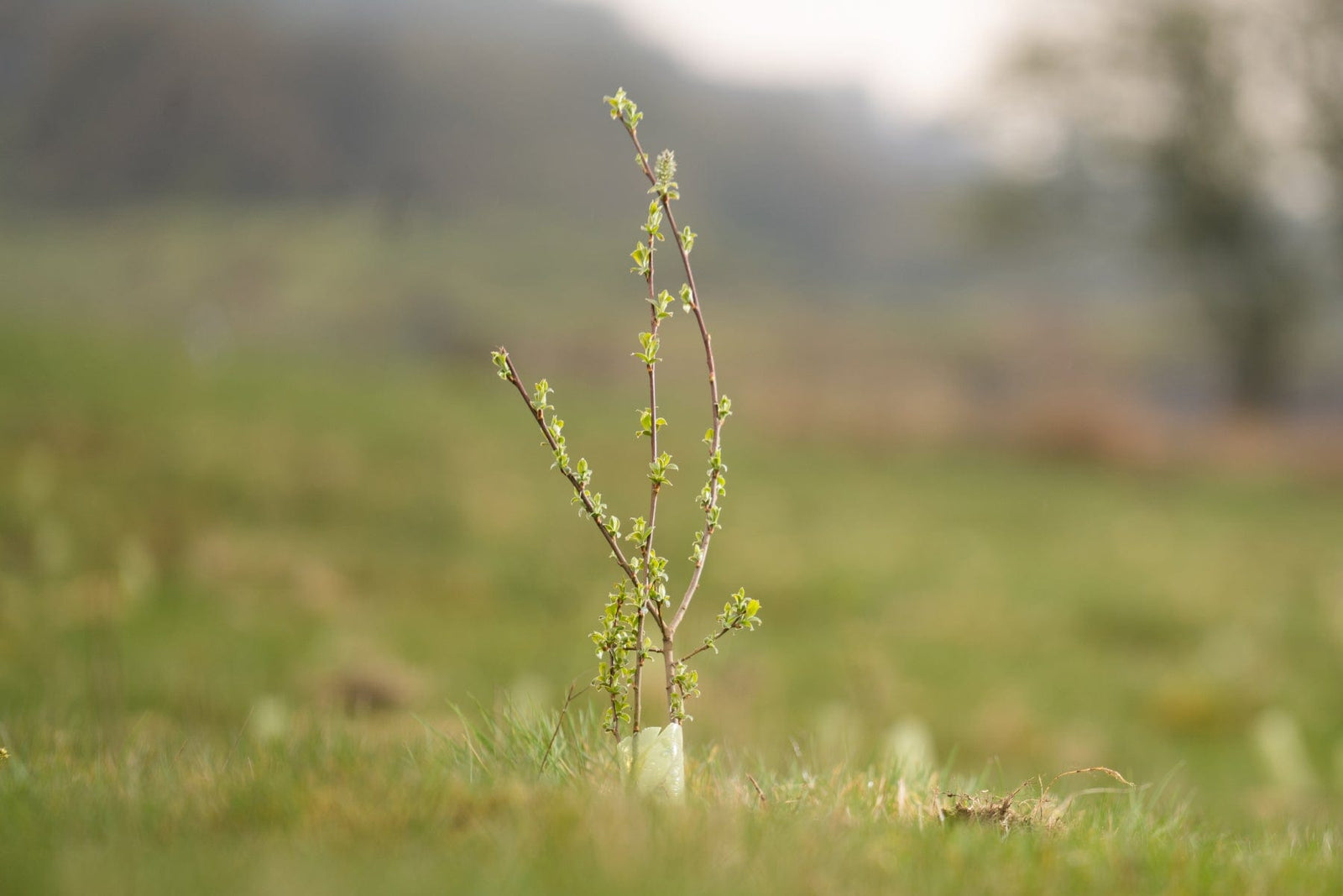 Sapling planted