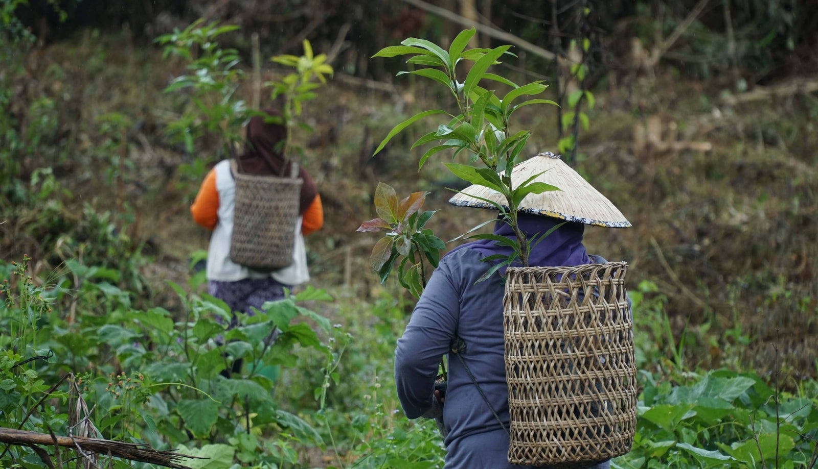 Tree planters planting in Asia