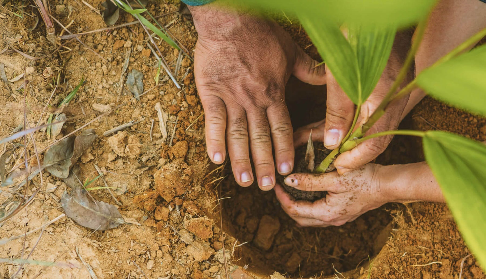 One Tree Planted | Tree Planting Nonprofit