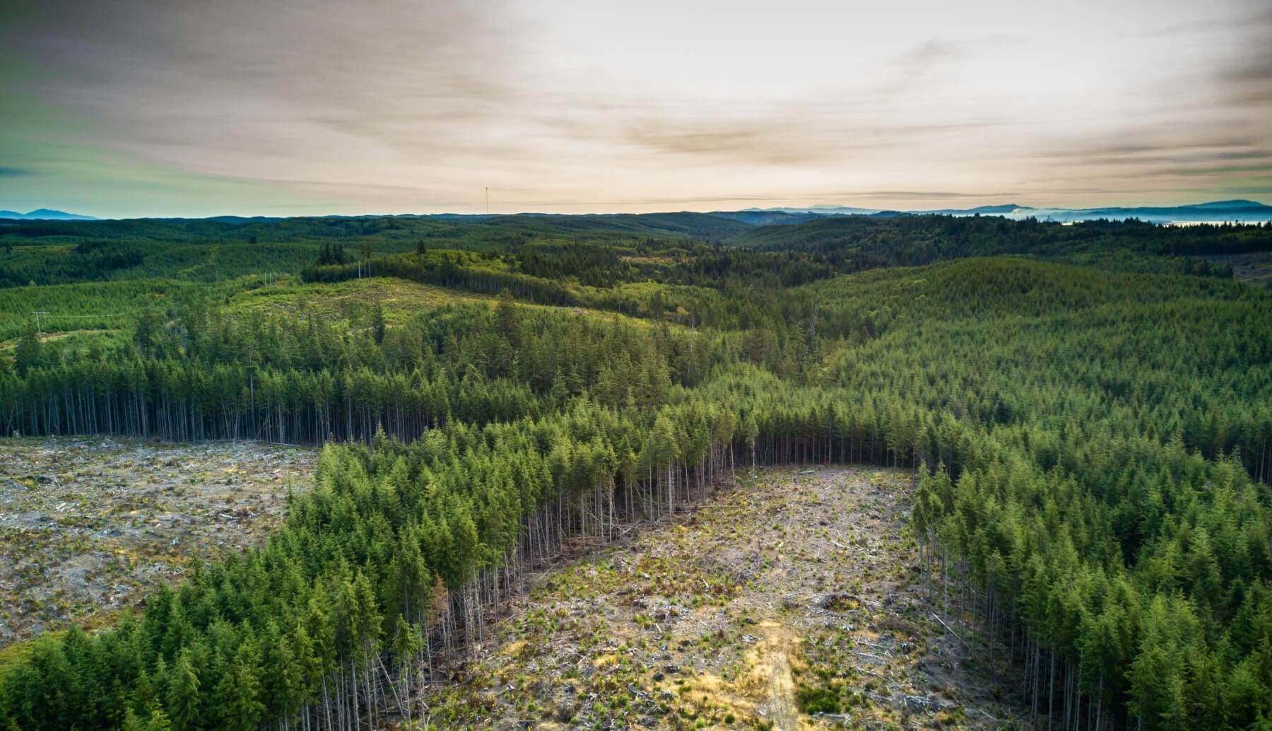 Work by One Tree Planted