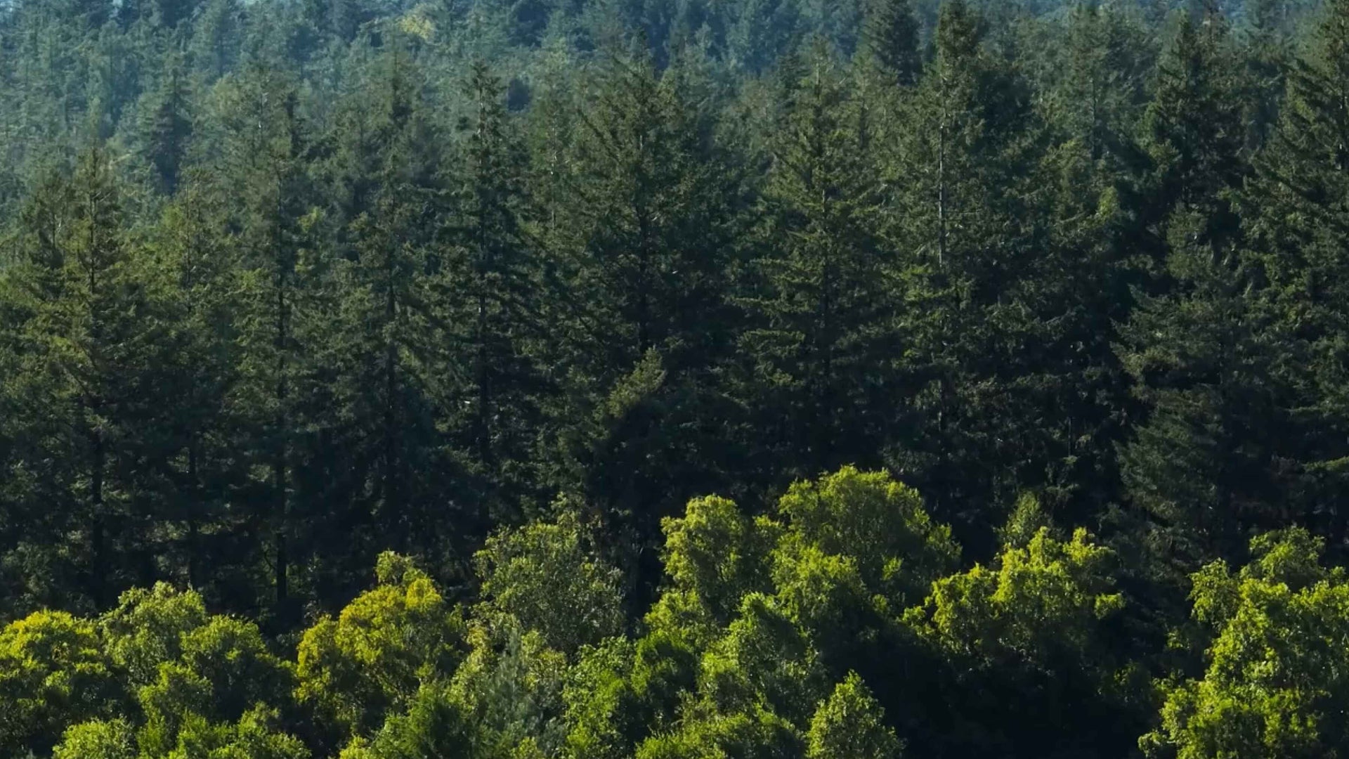 Video background fallback