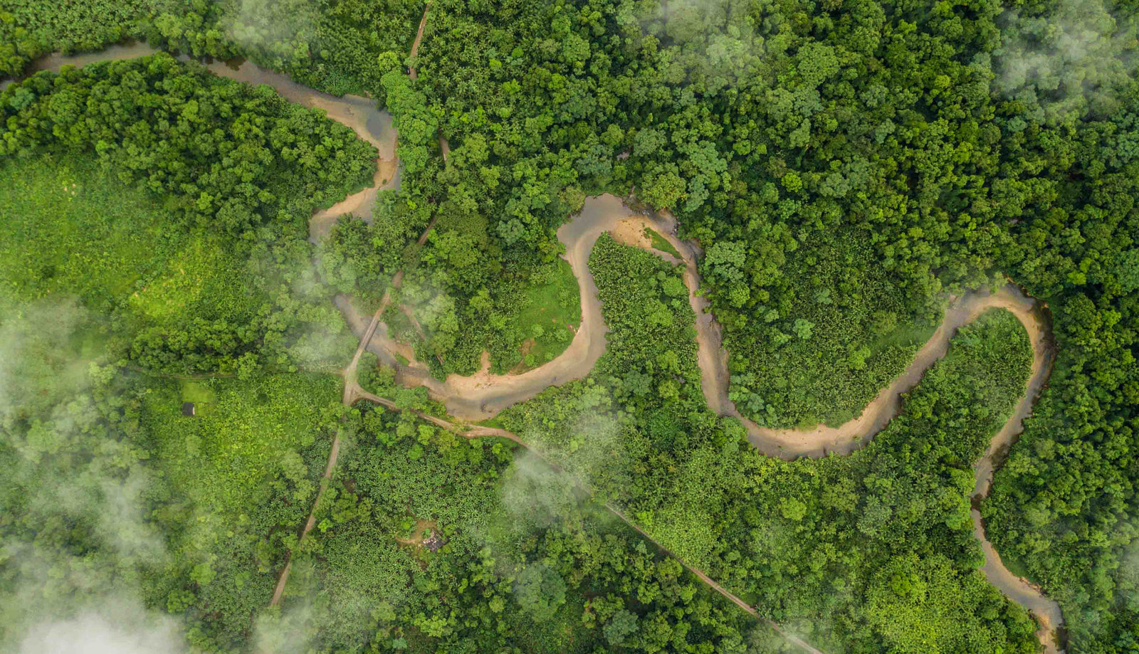 Forest in Brazil