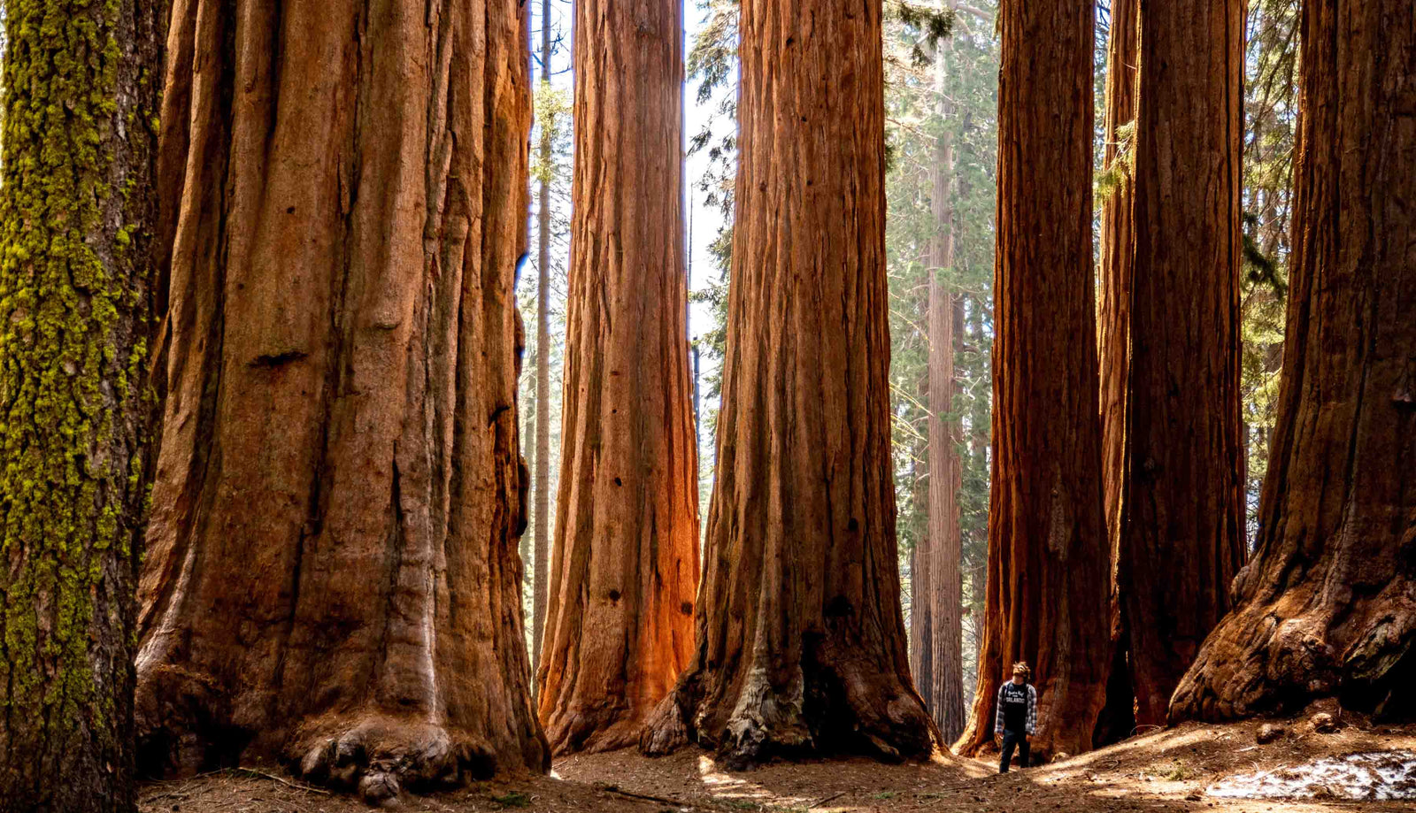 Tall trees and person standing next to them