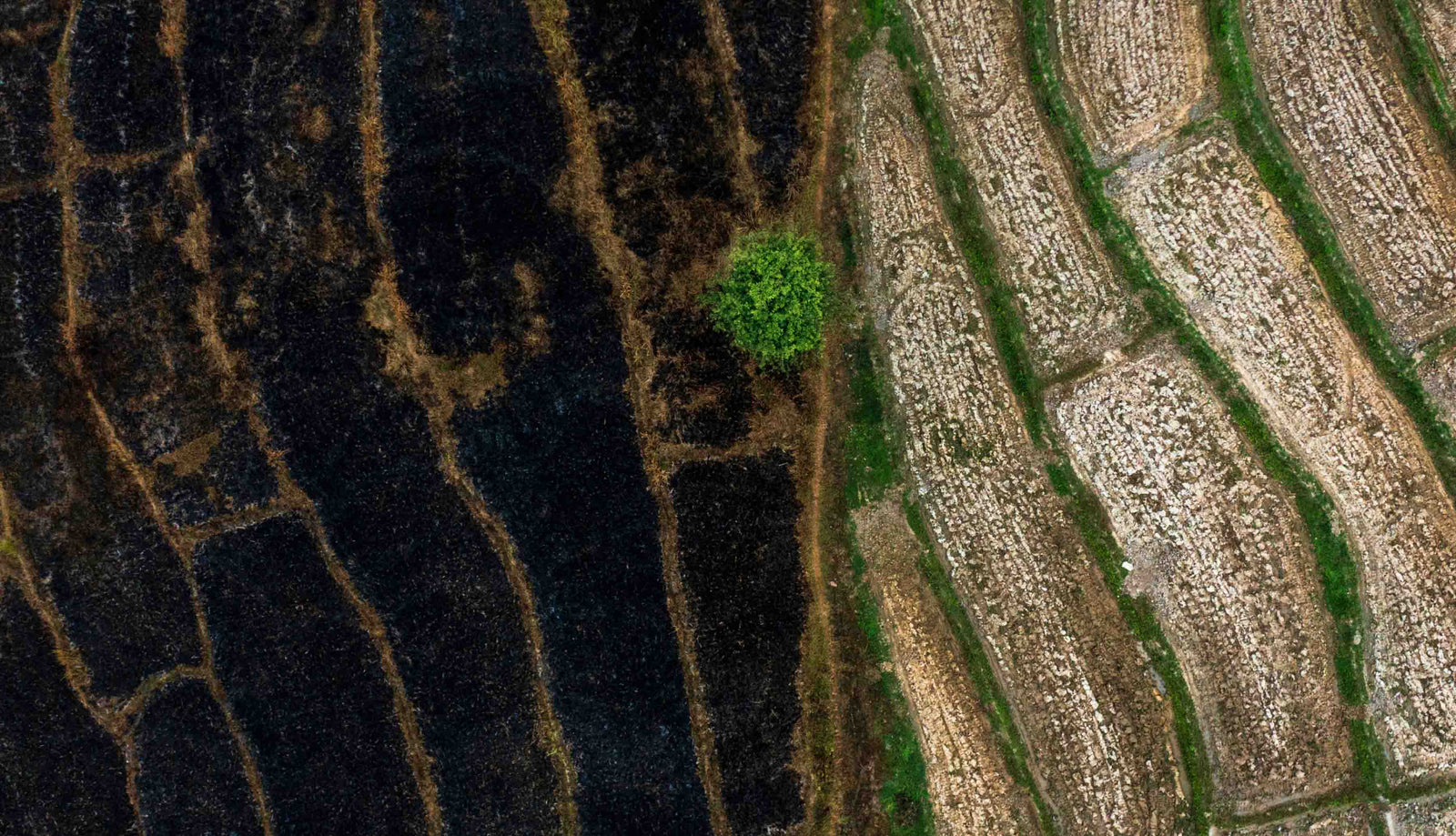 One Tree Planted | Tree Planting Nonprofit