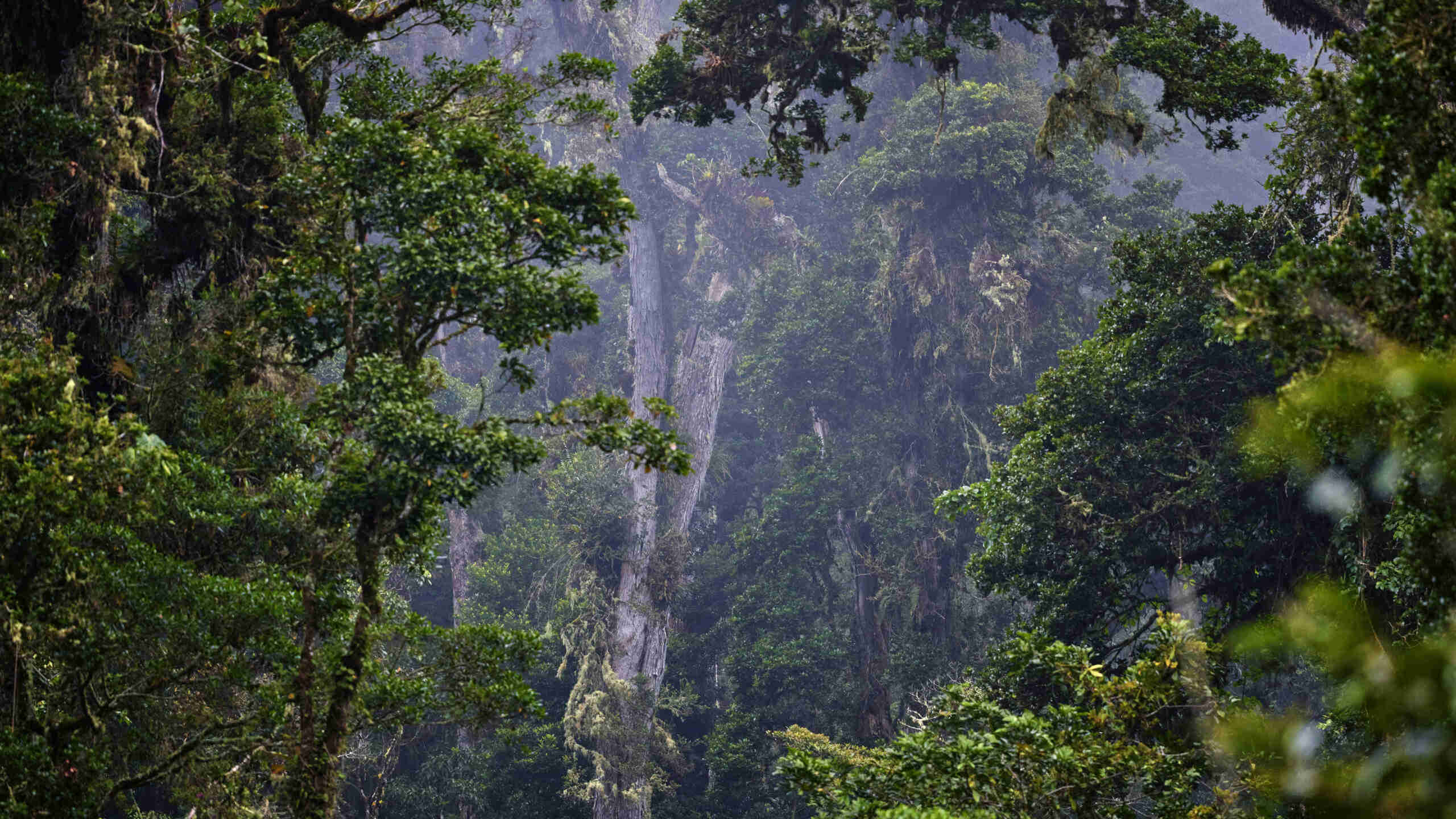 Panama rainforest