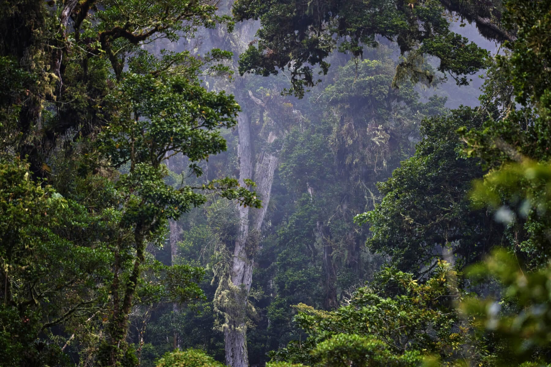 Panama rainforest