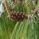 PATULA PINE