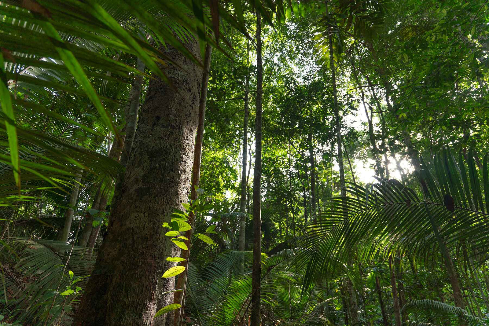 Plant Trees for Impact