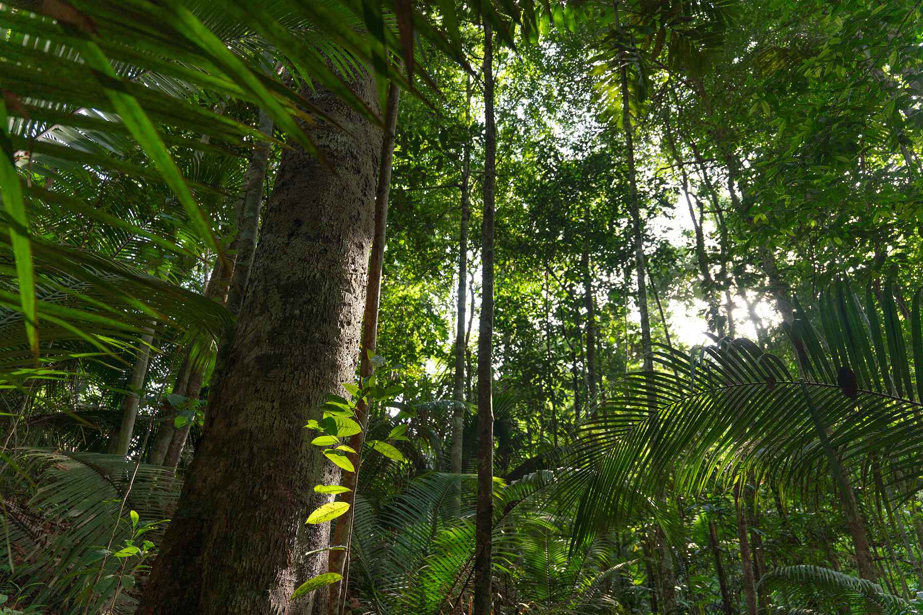 Plant Trees for Impact