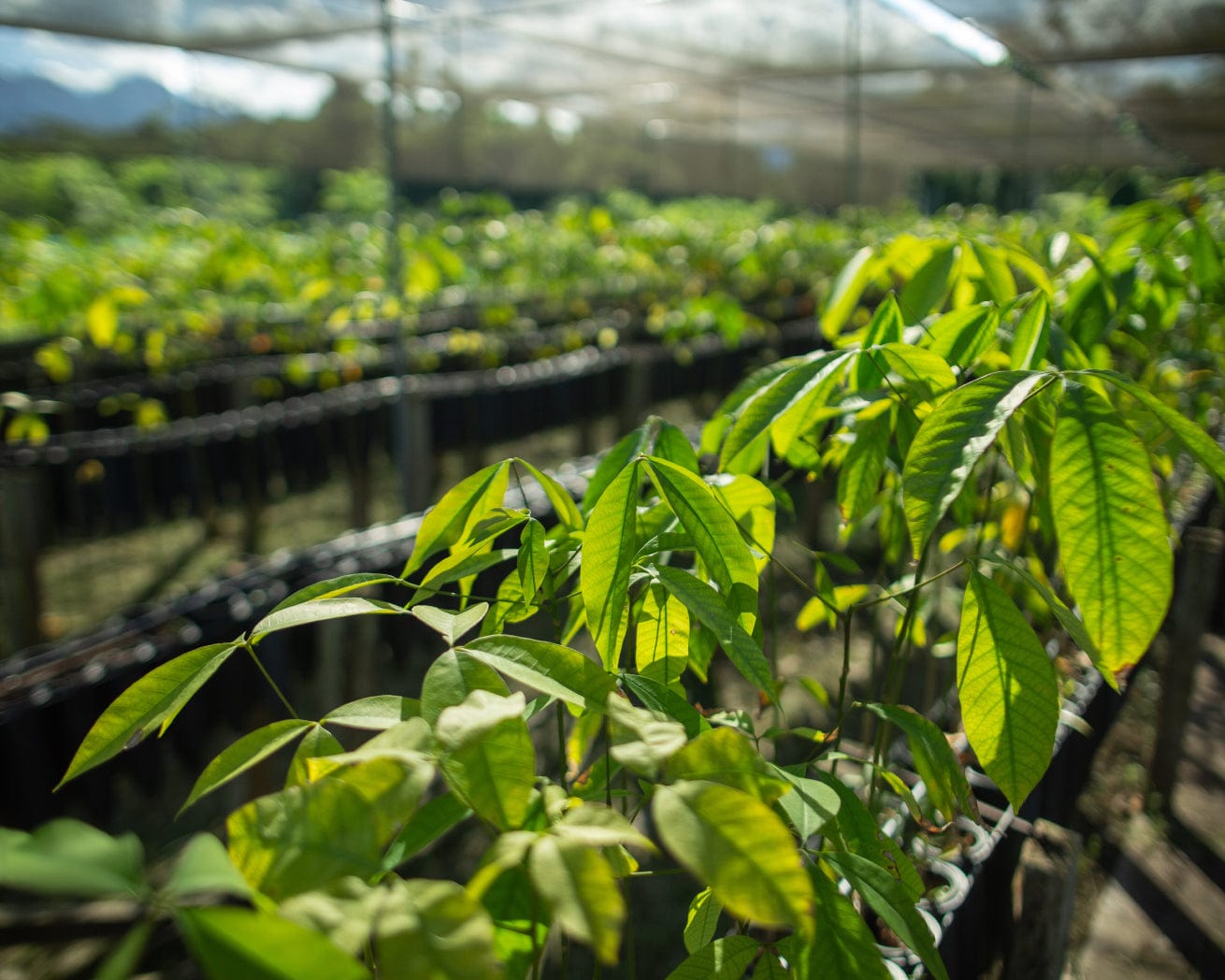 Saplings in tree nursery