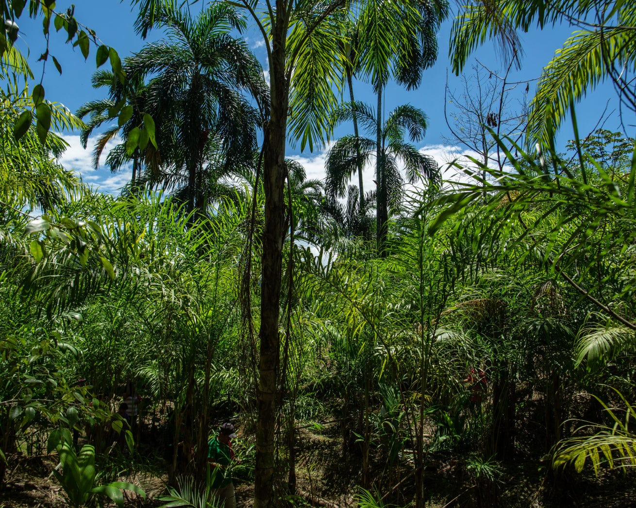 Trees in Peru