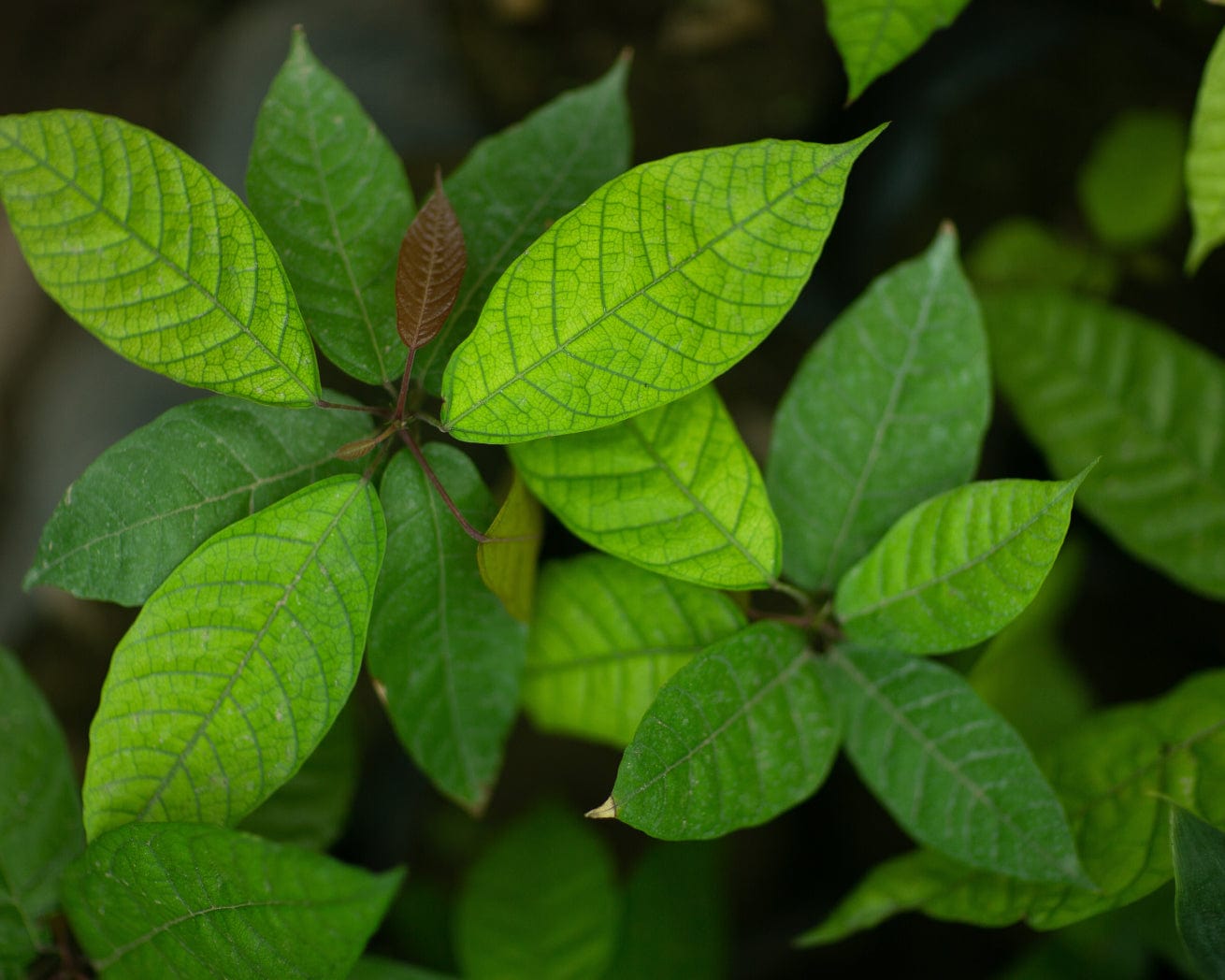 Leaves