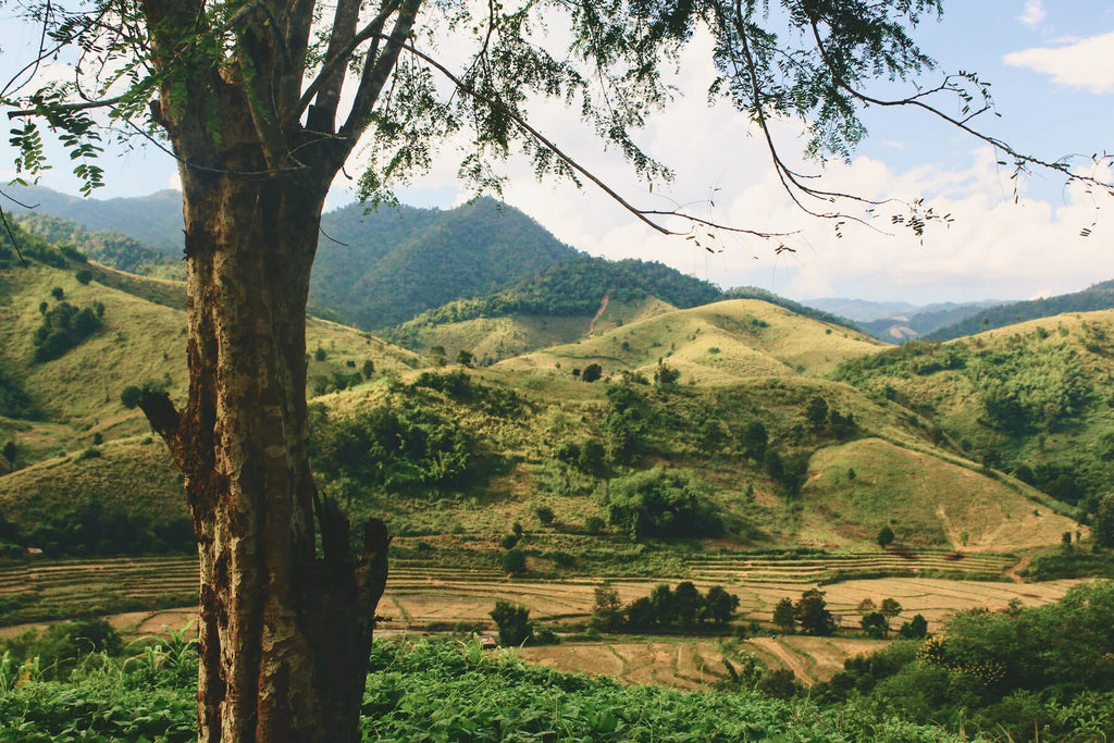 Plant Trees for Impact