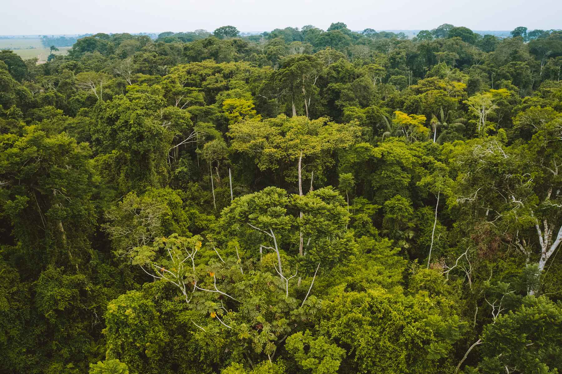 Plant Trees for Impact