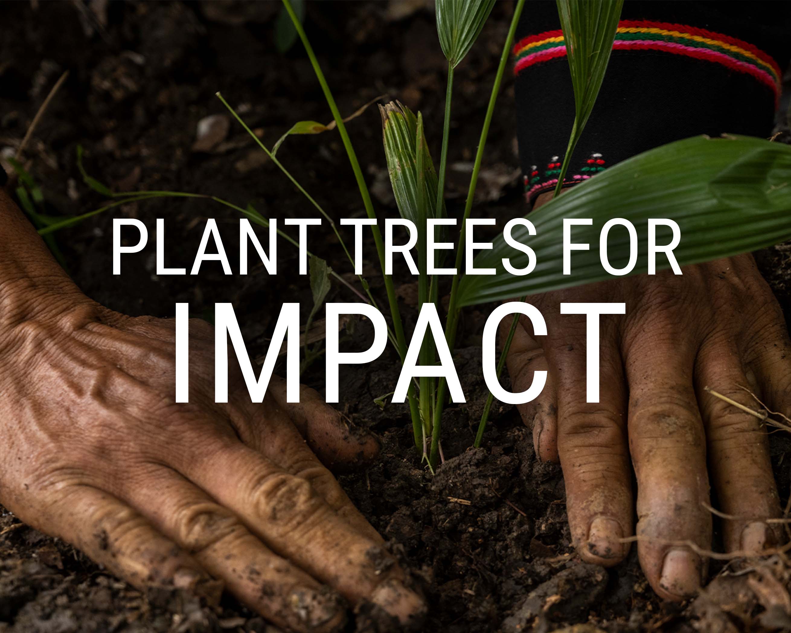 Plant Trees in the Amazon Rainforest One Tree Planted