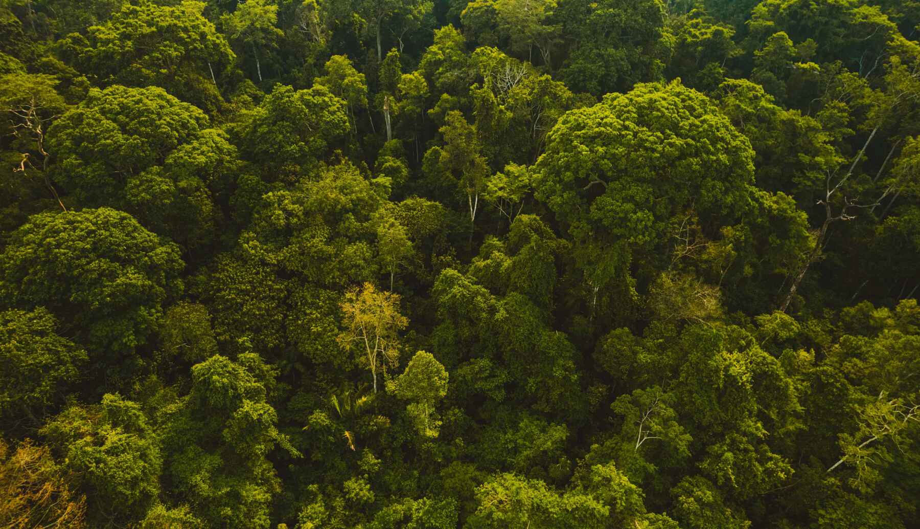 One Tree Planted | Tree Planting Nonprofit