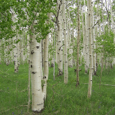 QUAKING ASPEN
